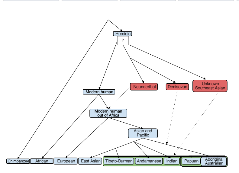 Human haplogroups