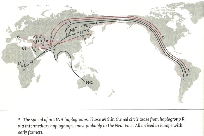 Human haplogroups