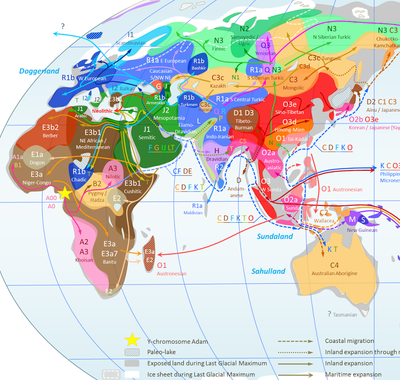 World Map Of Y Dna Haplogroups And Migration 3000 X 1900 Indigenous Images